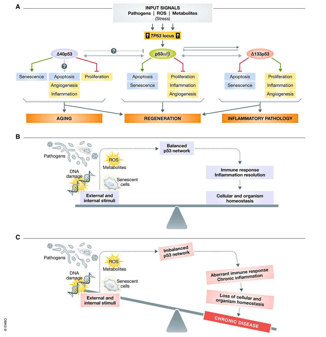 Model illustrating the role of the p53 network in maintaining homeostasis