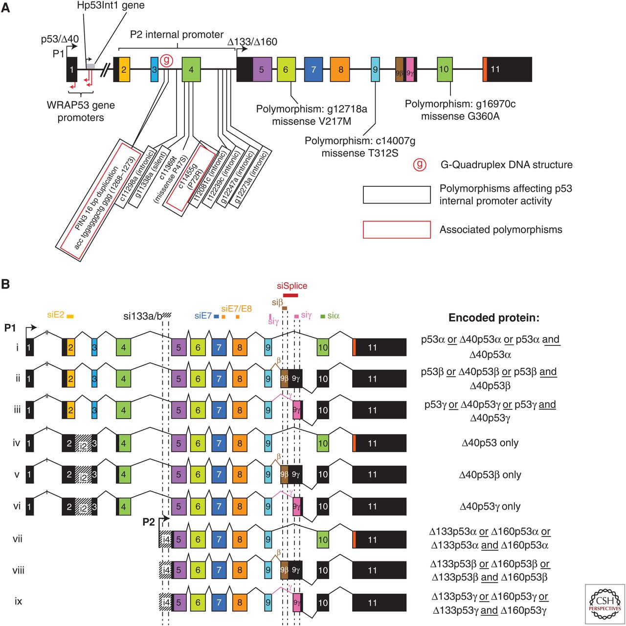 TP53 locus and p53mRNAs.